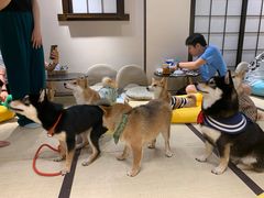 -逗柴咖啡屋·狗咖猫咖宠物桌游