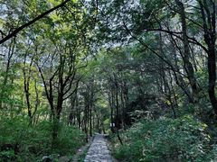-朱雀国家森林公园