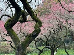 -杭州植物园