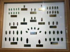 -上海昆虫博物馆