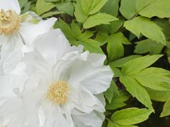 -洛阳市隋唐城遗址植物园