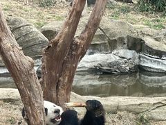 -武汉动物园