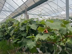 -马陆小张葡萄园农家乐