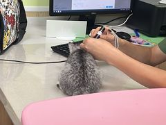 -瑞鹏宠物医院犬猫全科(真大分院)