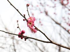 -香雪海