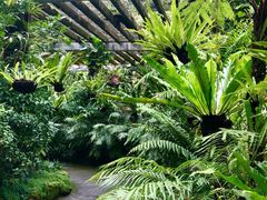 -深圳仙湖植物园