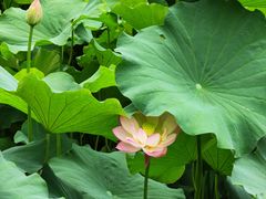 -四川大学(华西校区)