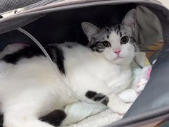-美联众合动物医院·24h京西诊疗中心