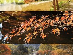 -田野绿世界