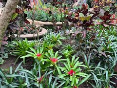 -南山植物园