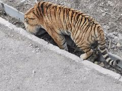 -大连森林动物园