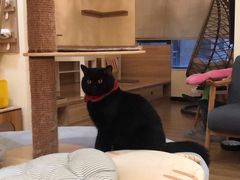 -滚猫咖啡·猫咖·猫友好撸猫(未来城店)