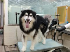 -暖阳宠物医院·犬猫康复中心·骨科