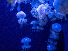 -西雅图水族馆