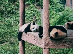 -中国大熊猫保护研究中心雅安碧峰峡基地