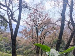 -广州市石门国家森林公园