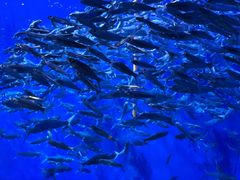 -成都浩海立方海洋公园