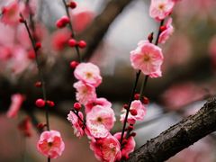 -洋湖国家湿地公园