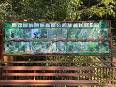 -西双版纳原始森林公园