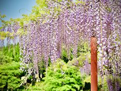 -嘉定紫藤园