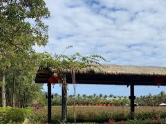 -亚龙湾国际玫瑰谷