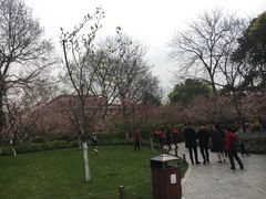 -桃花岛景观公园