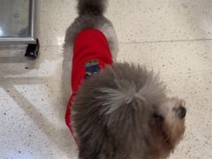 -帕帕拉兹宠物(亚洲旗舰店)