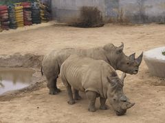 -西霞口神雕山野生动物世界