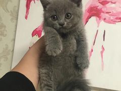 -喵zoo家庭繁育猫舍(尖东智能花园店)