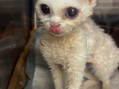 -北京派仕佳德动物医院·超导核磁·CT·神经科·骨科·内外科·急重症管理中心