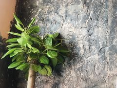 -Cooking Man(中懋天地店)