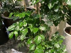 -双季花艺园艺市场(浦东店)