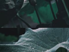 -陈家山荷花公园