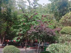 -紫荆山公园