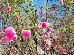 -桃花堤公园