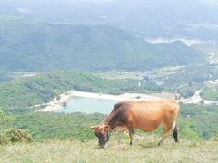 -大姆山草场
