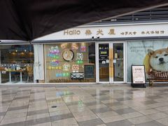 -南京Hallo宠物乐园·哈罗犬舍·柴犬繁育基地