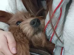 -宠拉拉·高端寄养·宠物酒店(朝阳分店)