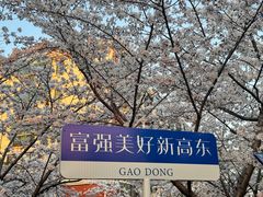-高东镇樱花园