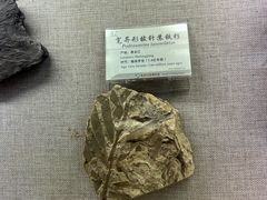 -延庆地质公园博物馆