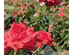 -亚龙湾国际玫瑰谷