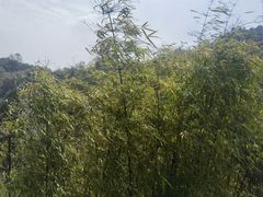 -缙云山景区