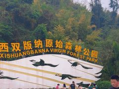 -西双版纳原始森林公园