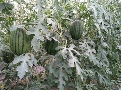 -庞各庄翠芳园西瓜蔬菜基地采摘园