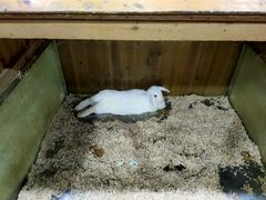 -上海大自然野生昆虫馆(东方明珠·爬宠昆虫探索中心)