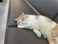 -喵园·猫主题咖啡厅·撸猫·猫咖(国贸店)