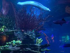 -迪拜帆船酒店海底餐厅