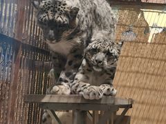 -青藏高原野生动物园