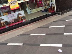 -宠物星动物医院·眼科·异宠·猫科(江南大道总院)