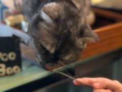 -猫色咖啡·猫咖